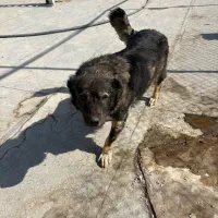 ۴عدد ماده قفقازی|سگ|پردیس, شهرک صنعتی کمرد|دیوار