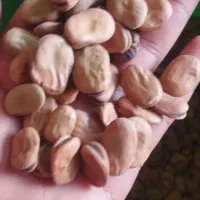 باقلا شاخبزی