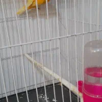 قناری نر مست خون پرتغالی