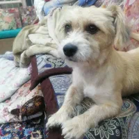 واگذاری پاپی اسپیتزماده|سگ|نجف‌آباد, بازار|دیوار