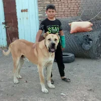 سگ سرابی|سگ|تربتحیدریه, پائین ولایت|دیوار