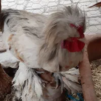فروش خروس
