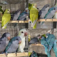 طوطی راهب کواکر رام و دستی پنجمین طوطی سخنگو دنیا|پرنده|تهران, هفت حوض|دیوار