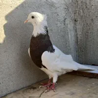 طوقی نر|پرنده|شاهین‌شهر, نسیم ۵|دیوار