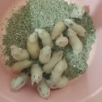 همستر|موش و خرگوش|سنندج, |دیوار