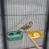 قناری ماده|پرنده|کرمان, |دیوار