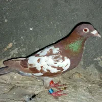 ماده میلیمنز