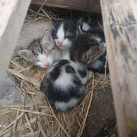 جاده اهواز سوسنگرد