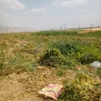 کاه لوبیا  قرمز سفید درجه یک