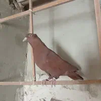 کبوتر|پرنده|مشهد, آبکوه|دیوار