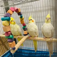 عروس هلندی یک جوفت و یک بچه ۶ ماه با قفس|پرنده|سراوان, |دیوار