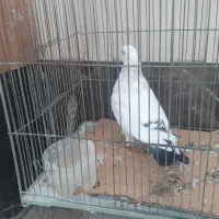 کبوتر|پرنده|اصفهان, پروین|دیوار