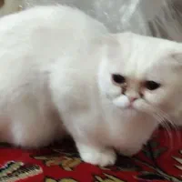 گربه اسکاتیش فلد اسکاتلندی (خیلی اروم وبی صداهست)|گربه|زاهدان, |دیوار
