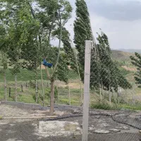 کارگر جهت کار در گاوداری