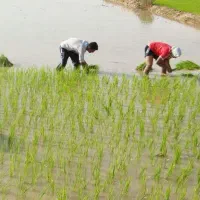 کارگر برای کارهای کشاورزی