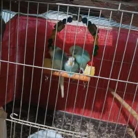 پرنده|پرنده|سبزوار, طبرسی (جعفرآباد)|دیوار