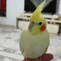 عروس هلندی ب رنگ زرد