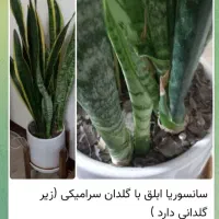 گل فیکوس الاستیکا ، سانسوریا ابلق ، زاموفیلیا|گل و گیاه طبیعی|تهران, شهرک چیتگر|دیوار