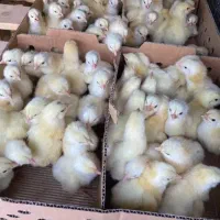 جوجه گوشتی نژاد راس