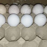 تخم نطفه دار بوقلمون