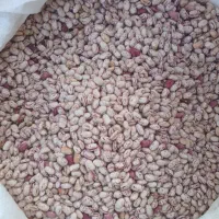 فروش لوبیا چیتی