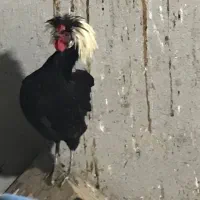 نیمچه و وار و کاکلی