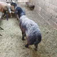 بره قوچ