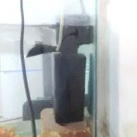 ماهی|ماهی|تربت جام, اسماعیل آباد|دیوار