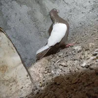 کفتر.|پرنده|فریمان, |دیوار