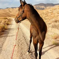 اسب عرب معاوضه با موتور|اسب و تجهیزات اسب‌سواری|یزد, |دیوار