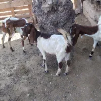 سلام بزسته ماده