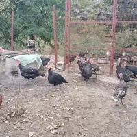 فروش بوقلمون نر و ماده