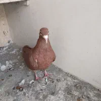 کفتر کبوتر|پرنده|تربت‌حیدریه, کوی شهید احمدزاده ملکی|دیوار