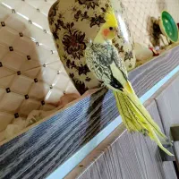 عروس هلندی|پرنده|یزد, |دیوار