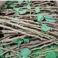 پیوند پسته|خدمات باغبانی و درختکاری|شاهین‌شهر, گزبرخوار|دیوار