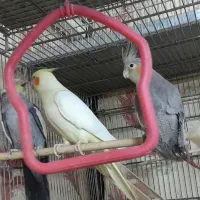 عروس پاریس|پرنده|اهواز, کوی مهدیس|دیوار
