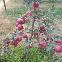 نهال سیب مالینگ M7 پایه نیمه‌پاکوتاه|خدمات باغبانی و درختکاری|اشنویه, |دیوار