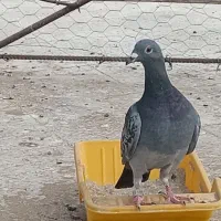 چهار عدد کبوتر جوان گرفتنی|پرنده|خورموج, |دیوار