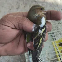 سهره و سهره خمسه|پرنده|تیکمه داش, |دیوار