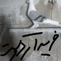 دوکت سبز بوشهری ماده قالب