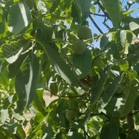 باغ دنج|فروش زمین و ملک کلنگی|اصفهان, نقش جهان|دیوار