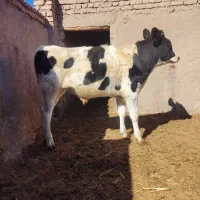 گوساله نر باخرز