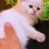 بچه گربه اسکاتیش