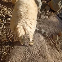 میش و بره|حیوانات مزرعه|رابر, |دیوار