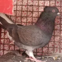 کبوتر دم سفید...