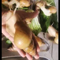 حلزون خاویار حلزون و خاک حلزون