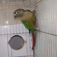 طوطی گرینچیک ماده.عروس وبرزیلی بالغ|پرنده|بهبهان, |دیوار