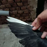 کبوتر|پرنده|تبریز, |دیوار