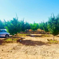 باغ 1000متری آب برق سند معاوضه خودرو تا ۵ میلیارد|فروش زمین و ملک کلنگی|مشهد, توس فردوسی|دیوار