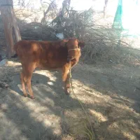 گاو گوساله.|حیوانات مزرعه|چاه مرید, |دیوار